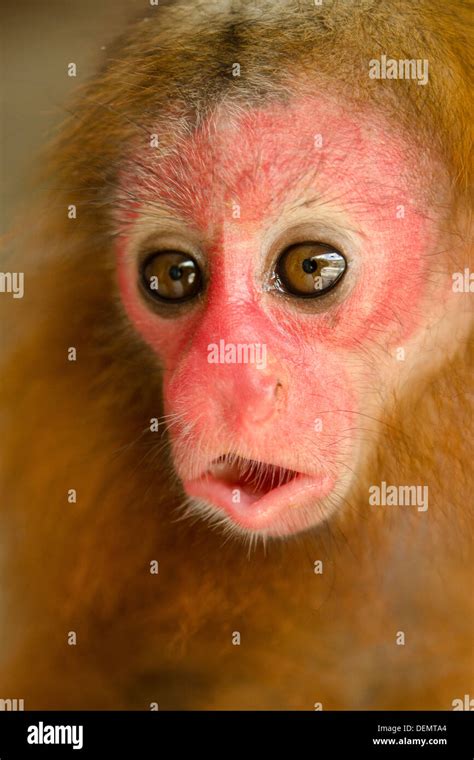 baby red uakari monkey (Cacajao Calvus ucayalii) captive Stock Photo ...