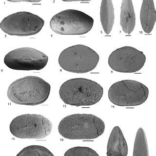 Holotype, Collection number: P6M2341, left | Download Scientific Diagram