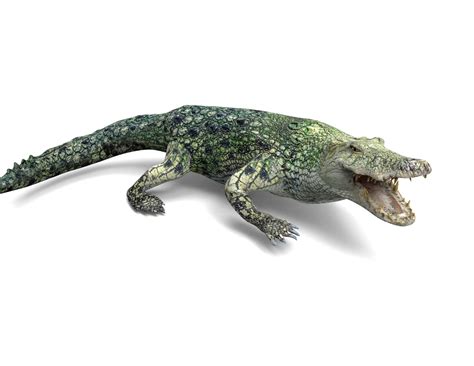 3D crocodile rigged animation - TurboSquid 1230867