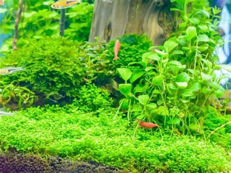 15 Tall Aquarium Plants Every Beginner Should Try