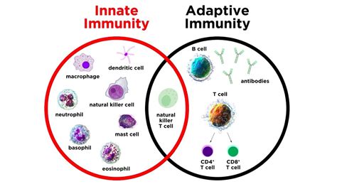 Innate Immunity Cells