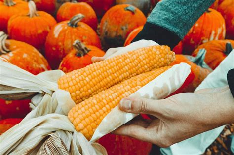 Download Corn Harvest Royalty Free Stock Photo and Image