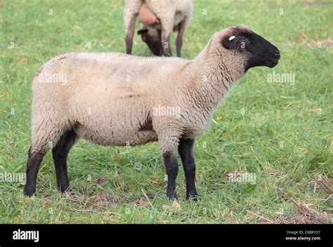 Romanov sheep hi-res stock photography and images - Alamy