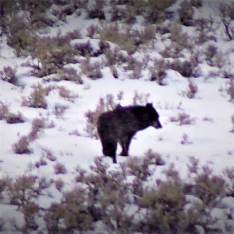 Yellowstone Wolf: Tracking the Packs