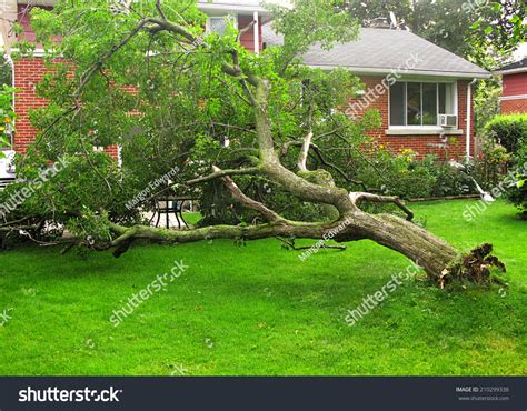 Fallen Tree Due Storm Hurricane Damage Stock Photo 210299338 | Shutterstock