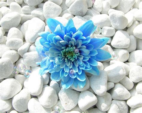 Blue Flowers Wallpapers - Wallpaper Cave