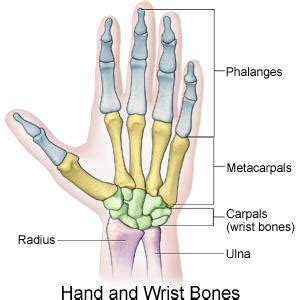 Metacarpophalangeal Joint Extension