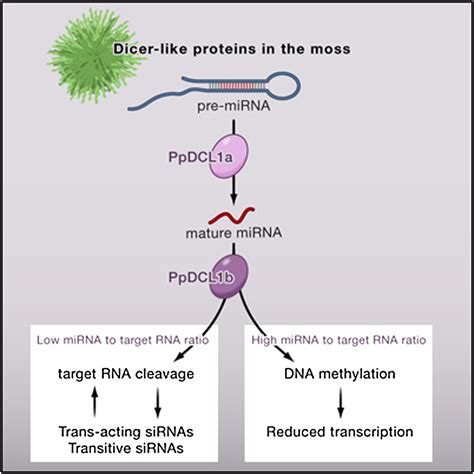 Transcriptional Control of Gene Expression by MicroRNAs: Cell