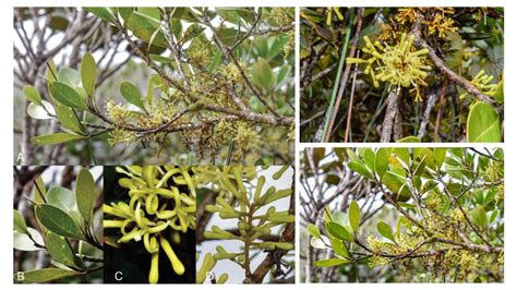 New tree species discovered in Palawan, and it's 'critically endangered'