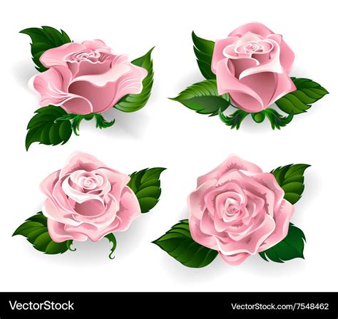 Set of pink roses Royalty Free Vector Image - VectorStock