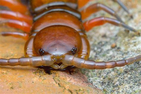 _Z2A8242 giant centipede | Centipede, Millipede, Bugs and insects