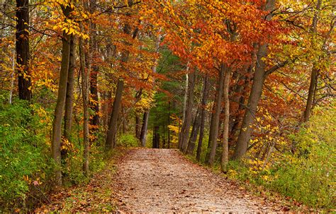 Path In A Fall Woods Photograph by Kenneth Sponsler