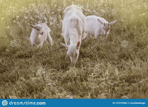 Group of Goats with Baby Goats Stock Photo - Image of grass, beautiful: 151919366