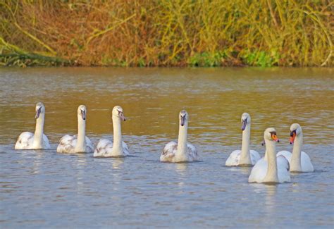 Seven swans a-swimming