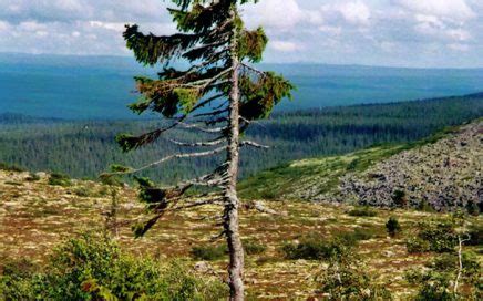 Old Tjikko Archives - Venerable Trees