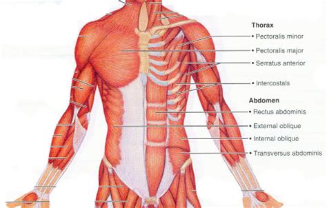 muscles of the chest shoulder and upper limb answers - ModernHeal.com