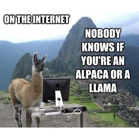 38 Alpaca Memes That Will Either Be The Funniest Or Weirdest Thing You ...