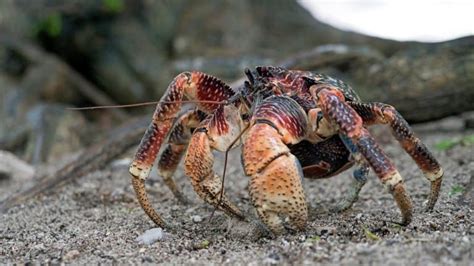 10 Coconut Crab Facts - Fact Animal