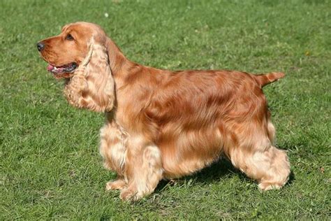 Reasons To Choose An English Cocker Spaniel Breeder For Your Next Pet ...