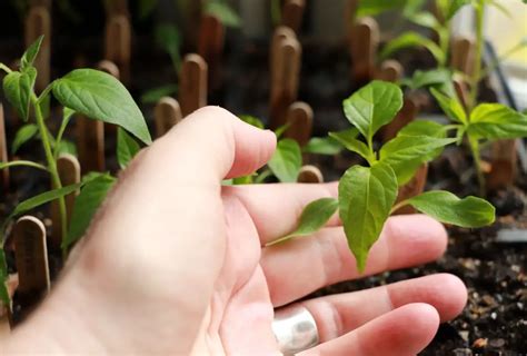 Growing Peppers From Seed - It's My Sustainable Life