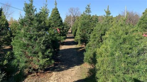 LIST: Live Christmas trees available in northeastern Oklahoma