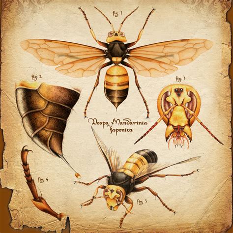 Vespa Mandarinia, Scientific illustration by AirborneTerror on DeviantArt