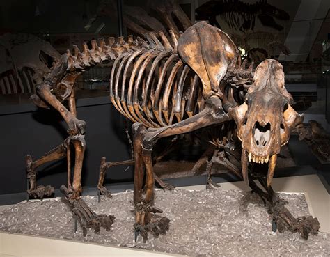 New discovery sheds light on the mysterious family life of notorious sabre-toothed tiger | Royal ...