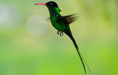 Jamaican National Bird | About Jamaica