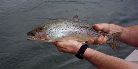 Rainbow Trout - WeSportFish.com