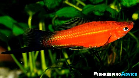 The Only Swordtail Fish Care Guide You Will Need | Fishkeeping Advice