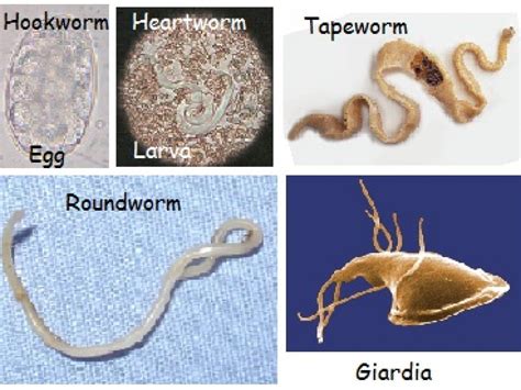 What Do Heartworms Look Like In Dog Poop