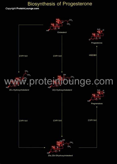 Biological Databases and Tools - Biosynthesis of Progesterone | Protein ...