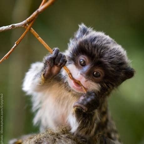 Baby Emperor Tamarin | cute ... | Pinterest