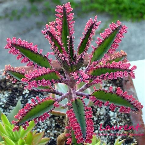 Kalanchoe Daigremontiana (Mother of Thousands) - The Gardening