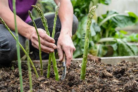 How to Grow Asparagus - BBC Gardeners World Magazine