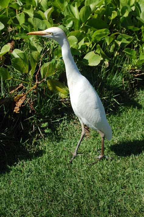 Wildlife in Hawaii | Wildlife, Oahu, Animals