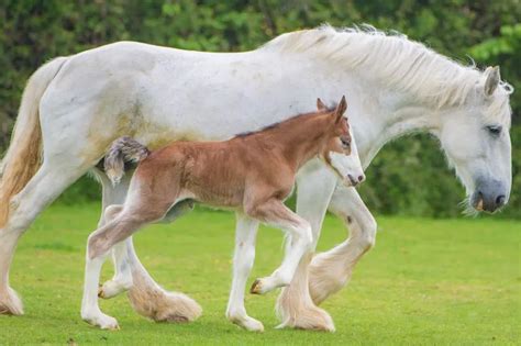 Name the adorable Shire foal born five days ago at Avon Valley Adventure and Wildlife Park ...