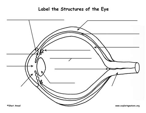 Vision and the Structure of the Eye