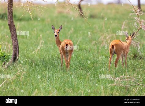 Cute Oribi antelope Ethiopia, Africa wildlife Stock Photo - Alamy