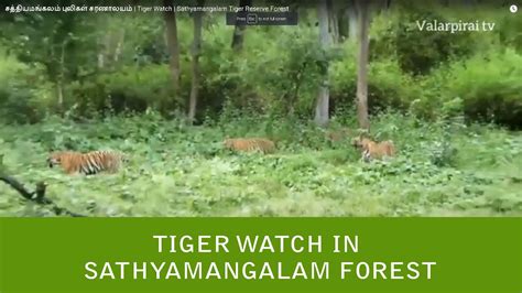 Sathyamangalam Tiger Reserve Safari | Tiger reserve safari in India | Sathyamangalam Forest ...