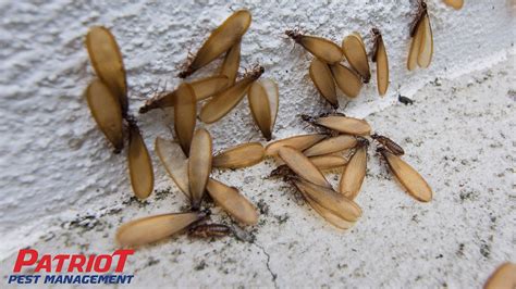 Important Information on Termite Swarmers