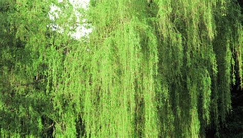 Diseases on Weeping Willow Trees | Garden Guides