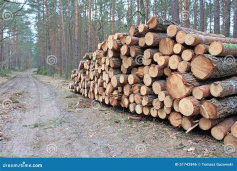 Logging pine log piles stock photo. Image of north, colour - 51742846