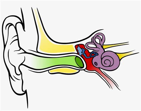 Images For Ear Anatomy Diagram Blank Unlabelled Diagram Of The Ear ...