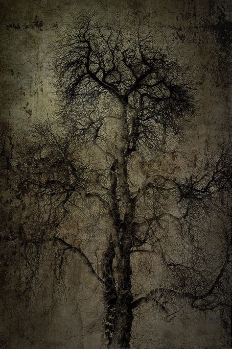 Grunge Art Part II - Grungy Tree Photograph by Erik Brede