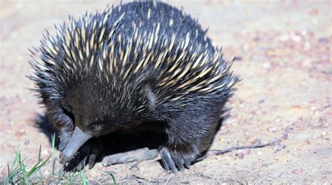 Mamíferos Archivos | Animales