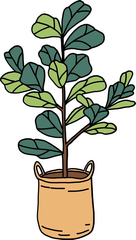 Ficus PNGs for Free Download