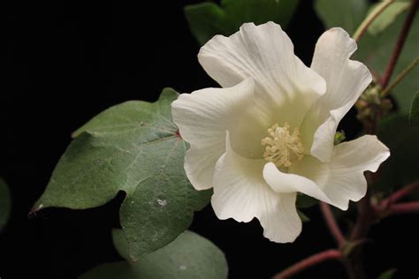 Gossypium hirsutum L. | Plants of the World Online | Kew Science