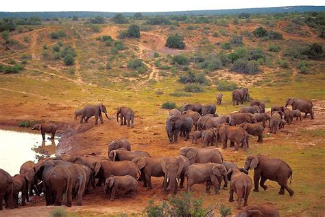 The Addo Elephant National Park - South Africa