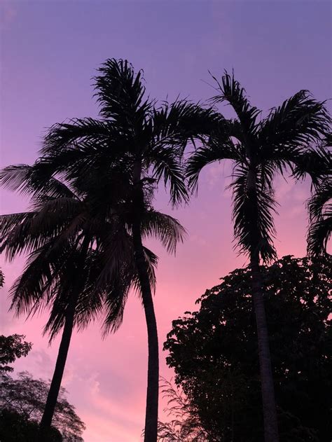 Pink sky & palm trees | Dark beach, Beautiful sunset, Pink sky